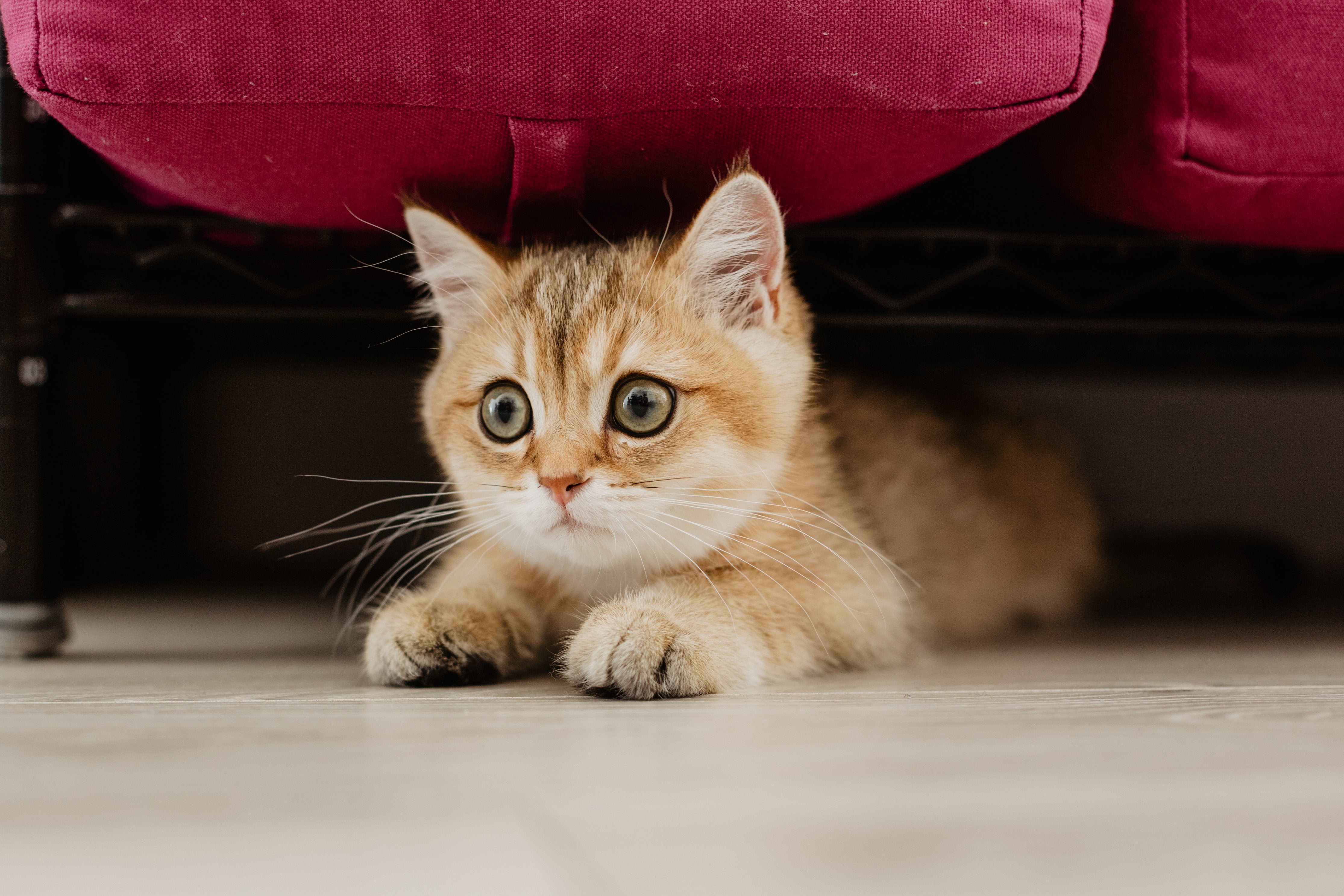 Pet products